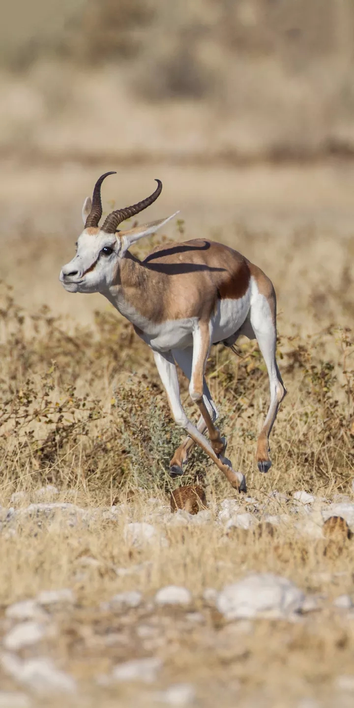 antelope