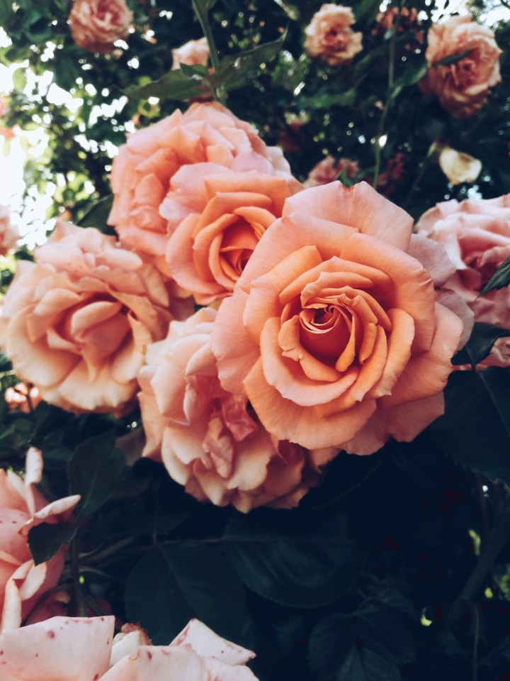 Orange Flowers