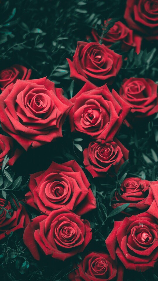Rosa