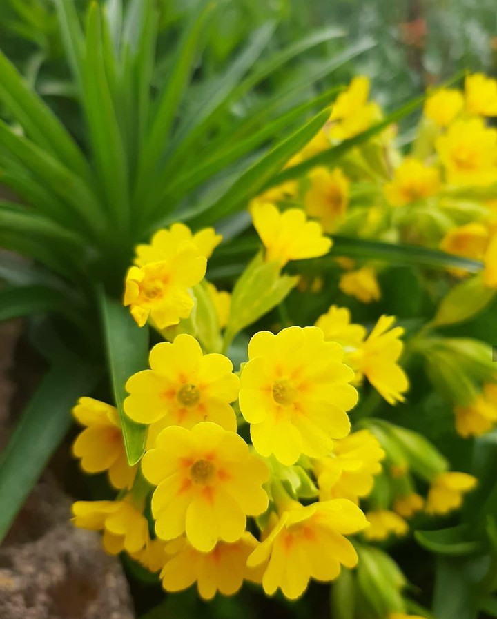 Primrose