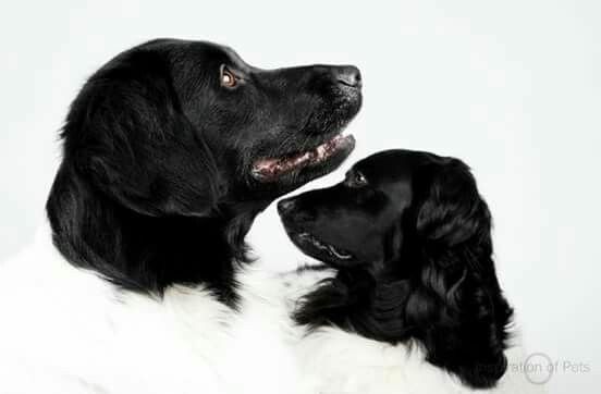 If It's Not A Broder Collie iIt's Just A Dog