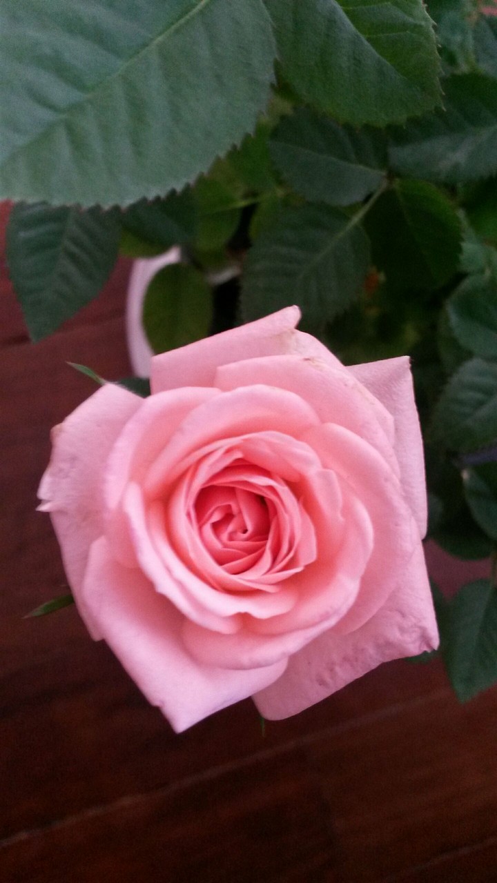 Little Rose