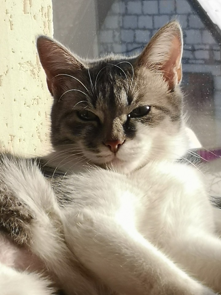 cat