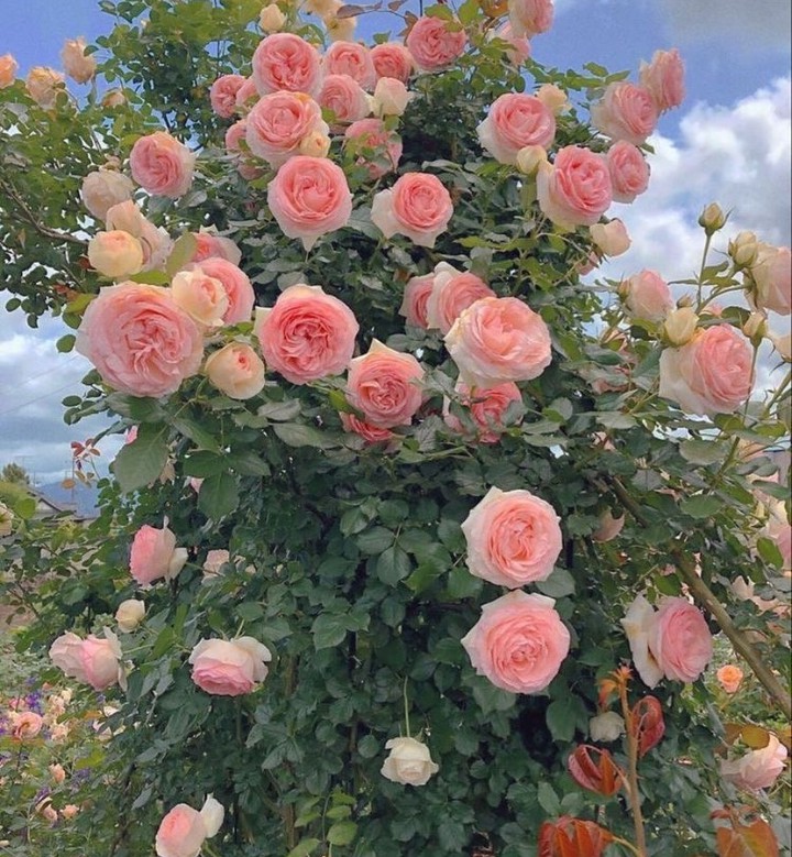 ⚘