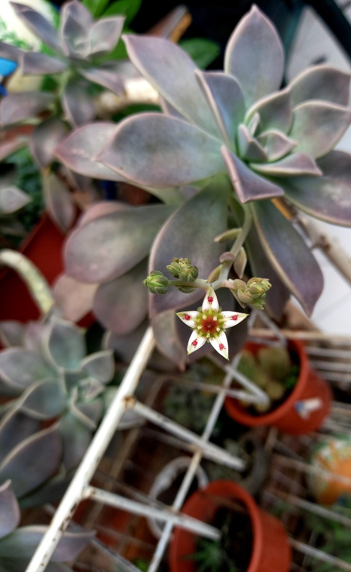 Graptopetalum paraguayense(sin filtro)