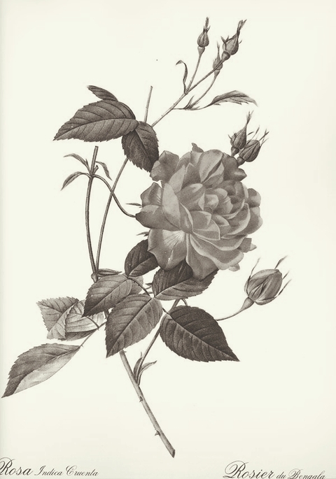 #nAture #art # love #rose #black