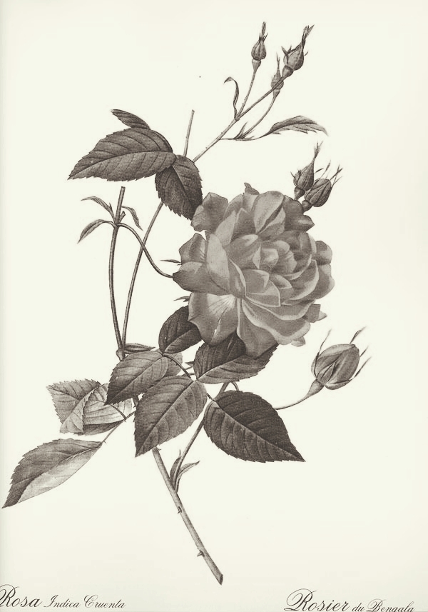 #nAture #art # love #rose #black