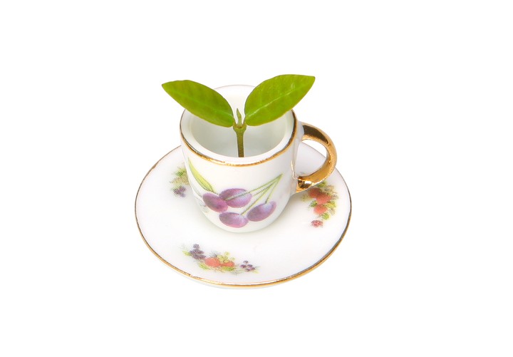 Tea Cup