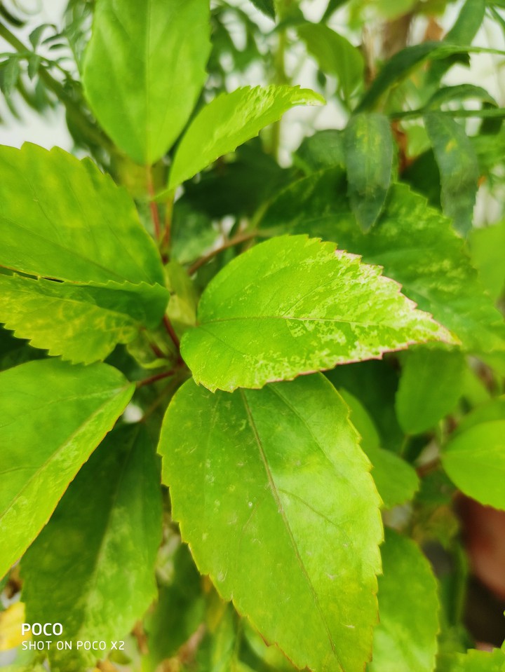 Green Source Of Life