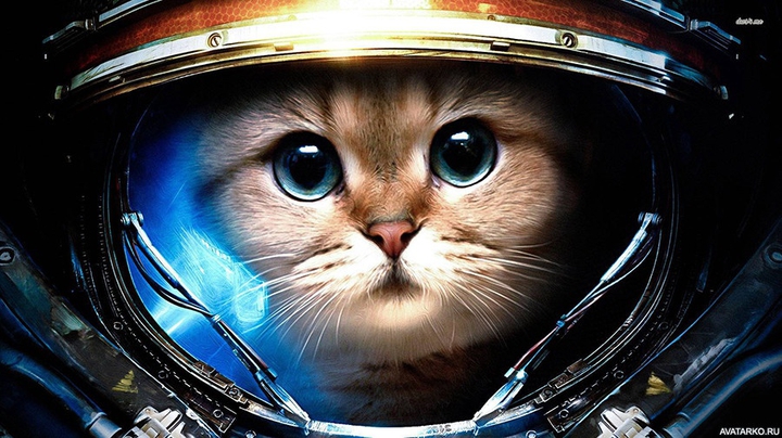 Котик в космосе??
