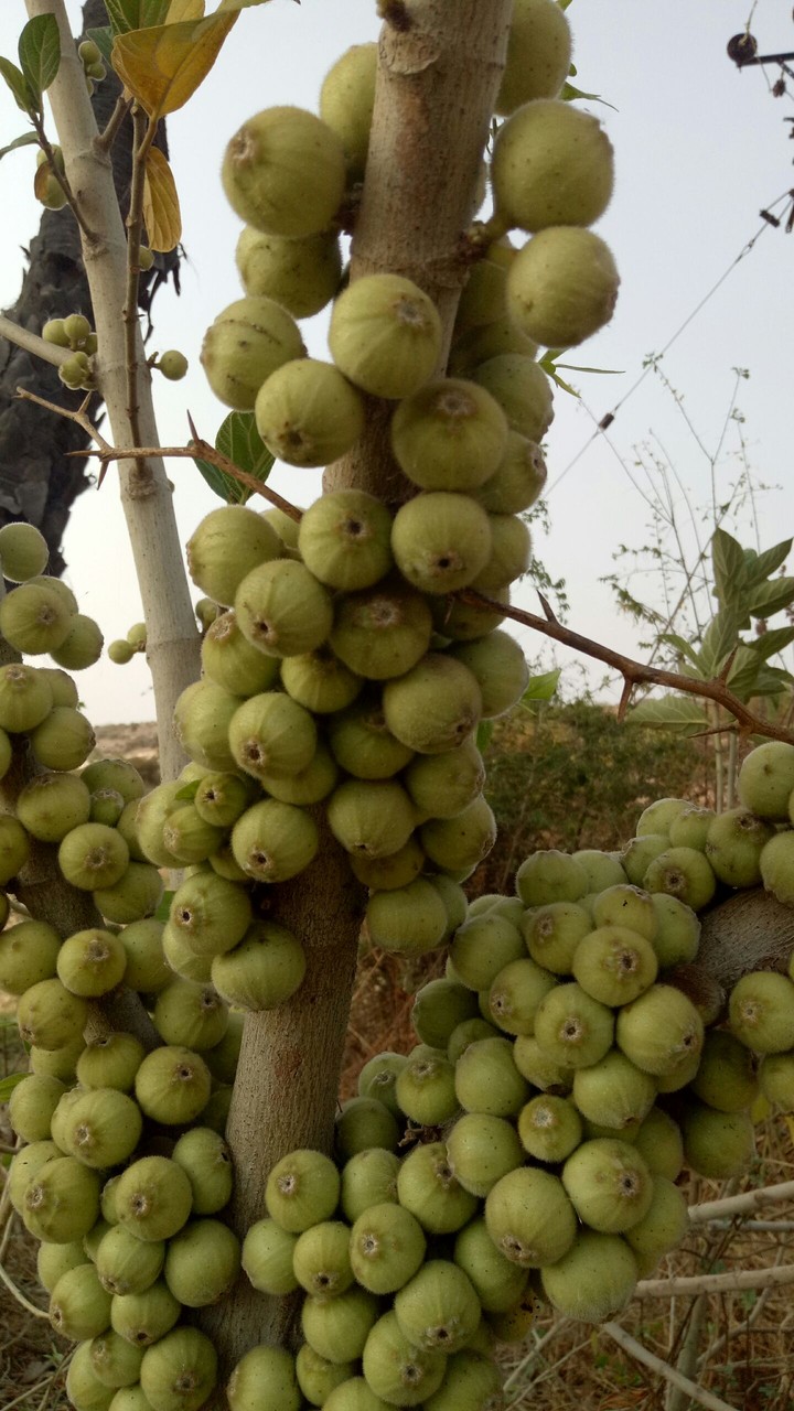 ficus hispida