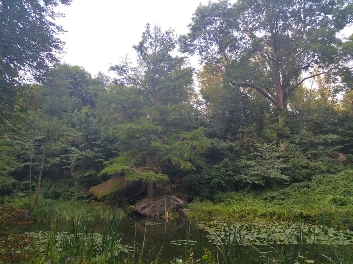 tree, stone & river