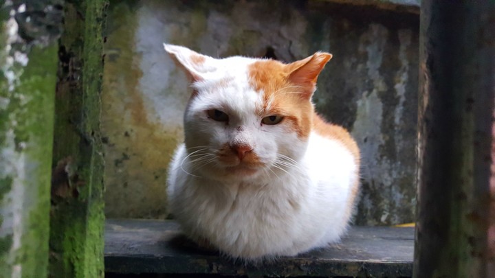 cat