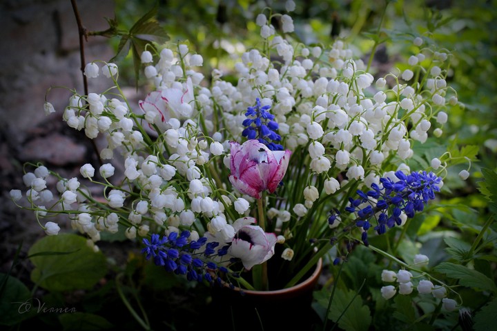 O.V. ❤️ from my garden