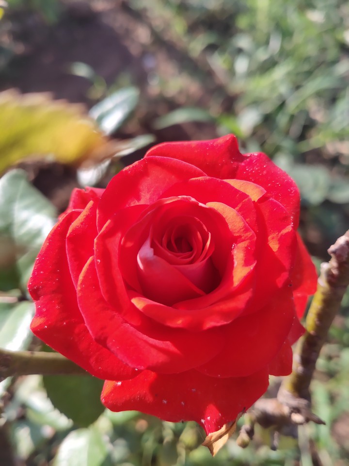 Rose