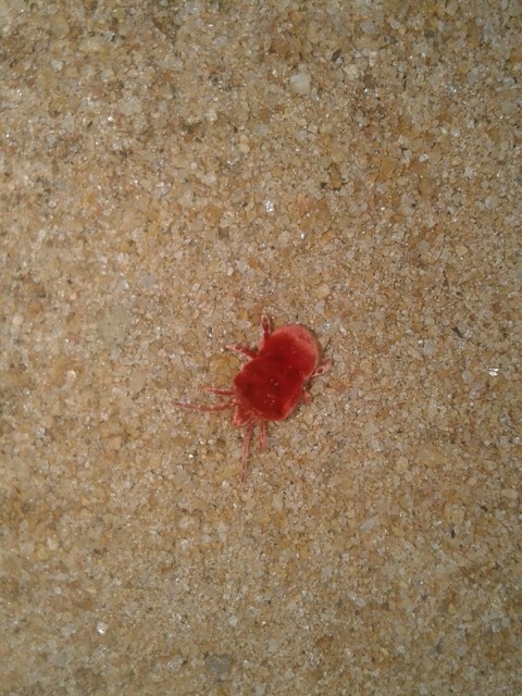 insect
