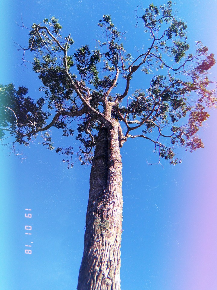 Nature
