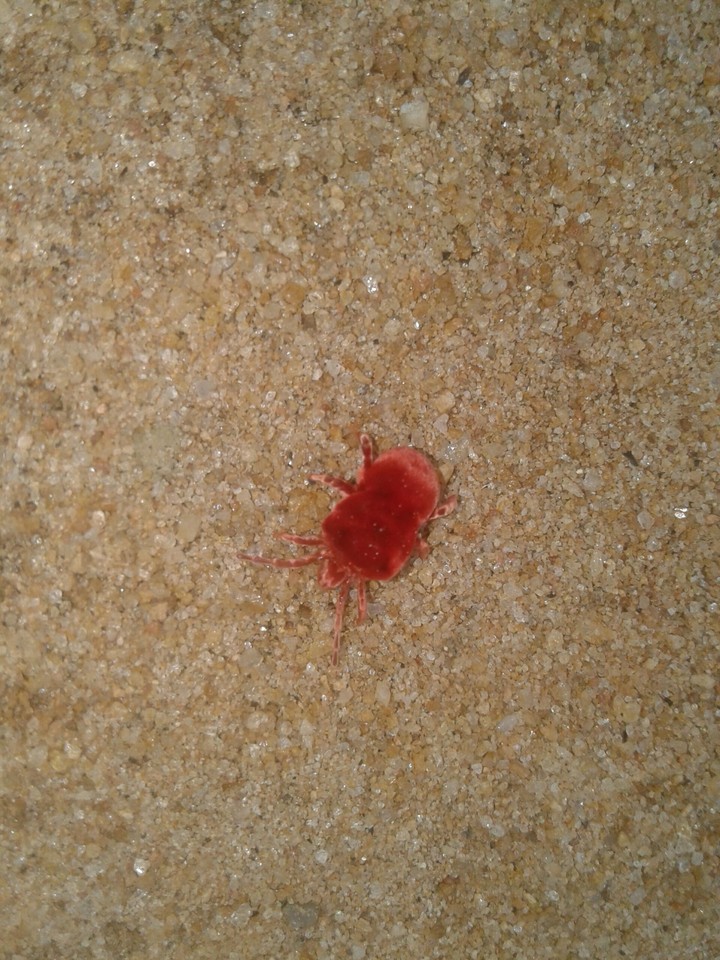 insect