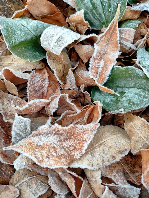 frost, freezing壁紙