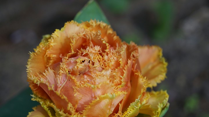 Orange Rose