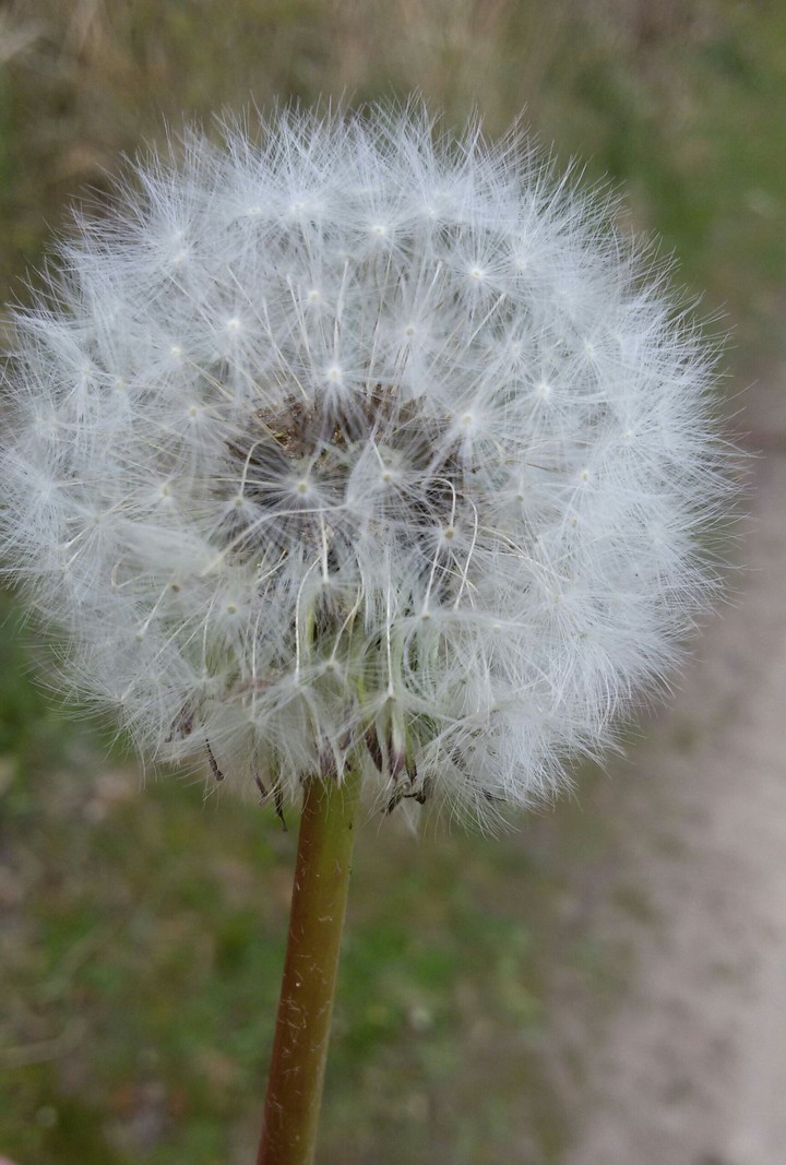 Pusteblume