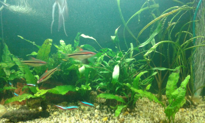 Fish