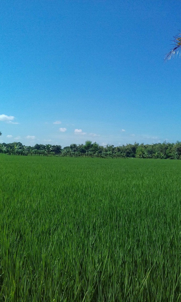 Field