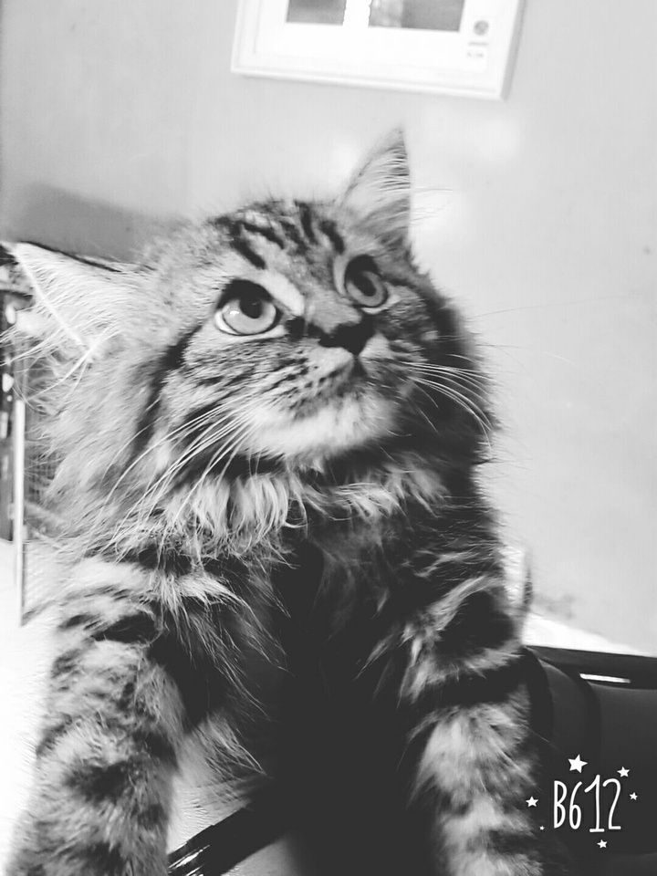 Persian Cat