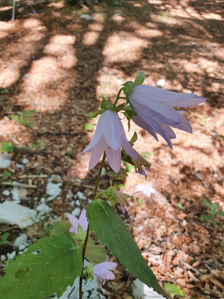 fiori