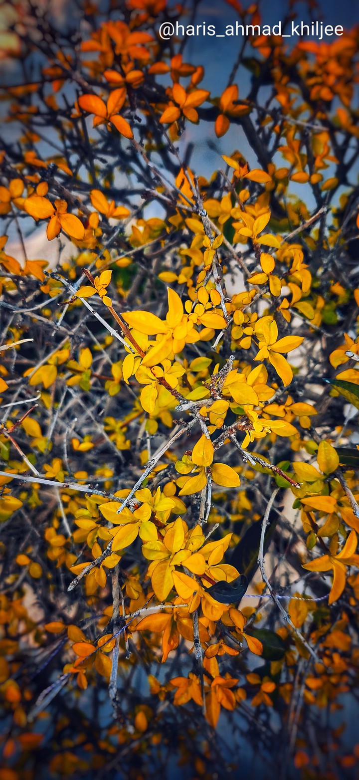 Autumn