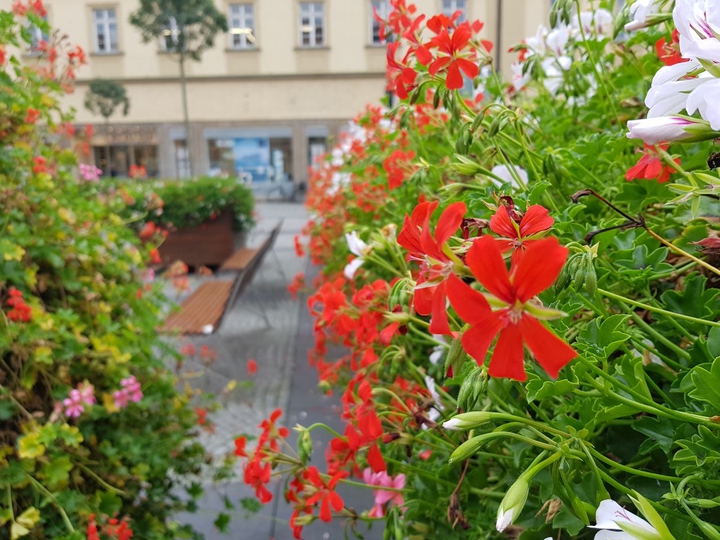 flower