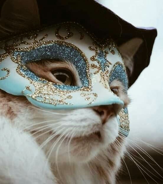 kedi