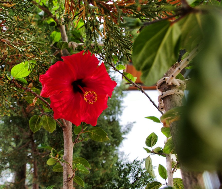 hibiscus flower