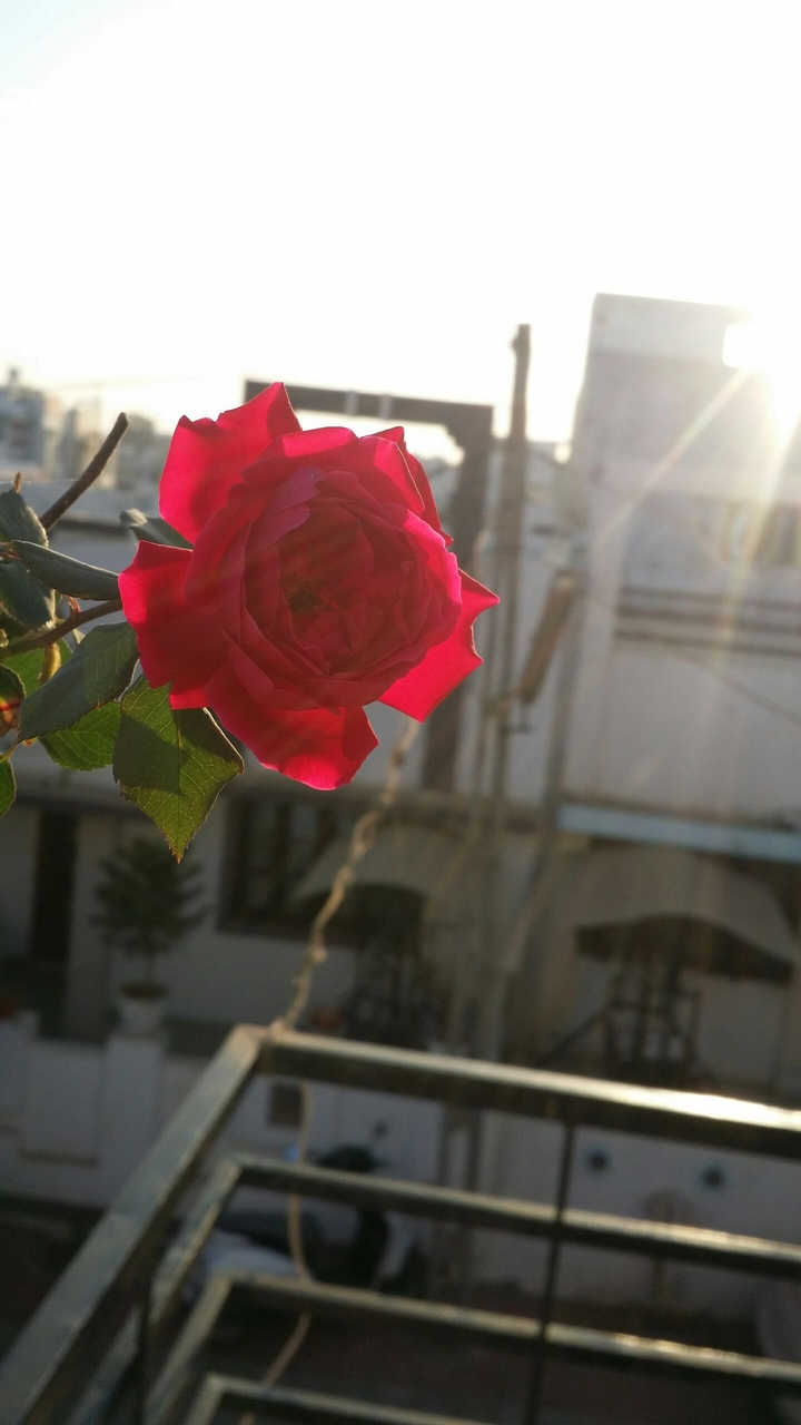 Morning rose