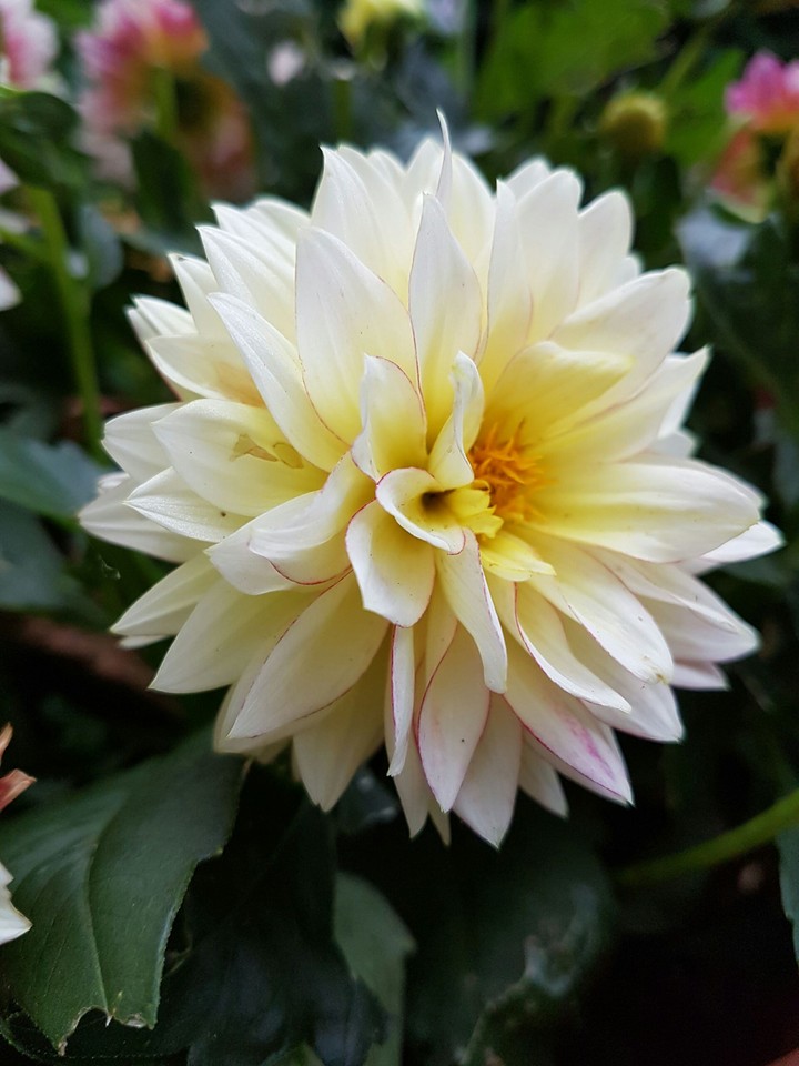 Mom's Garden