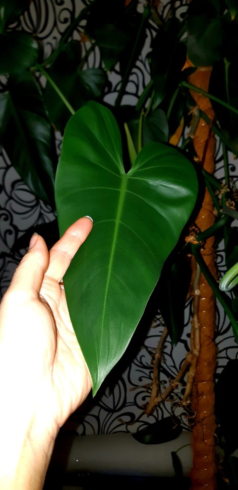 sfondi menispermaceae, anthurium