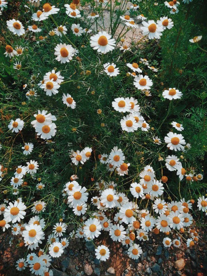 flor margarita