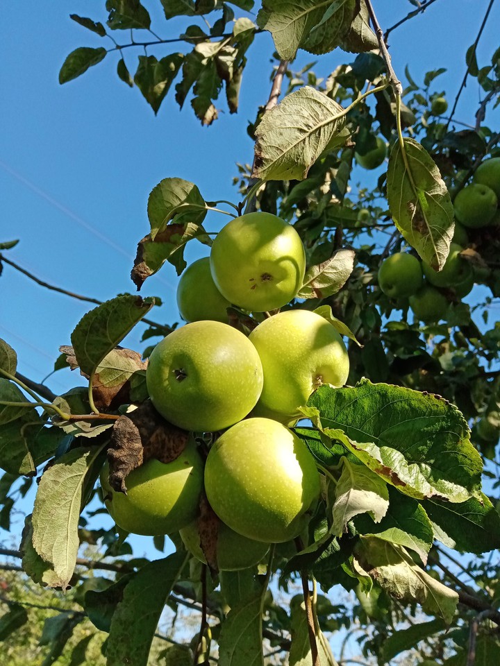 Greenapple