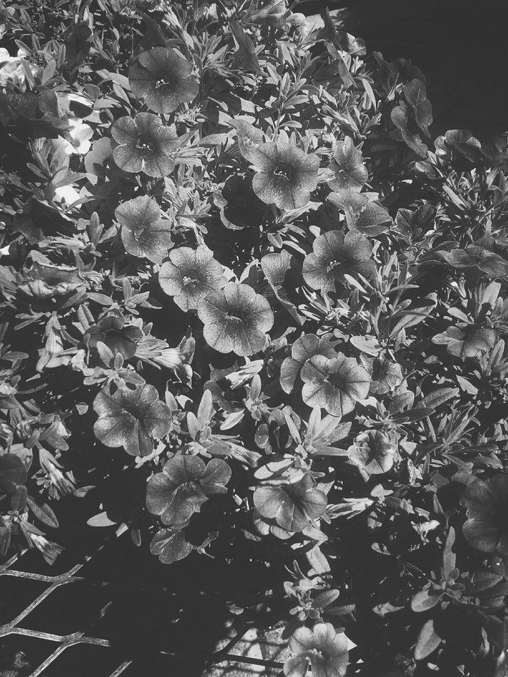 beauty of flowers