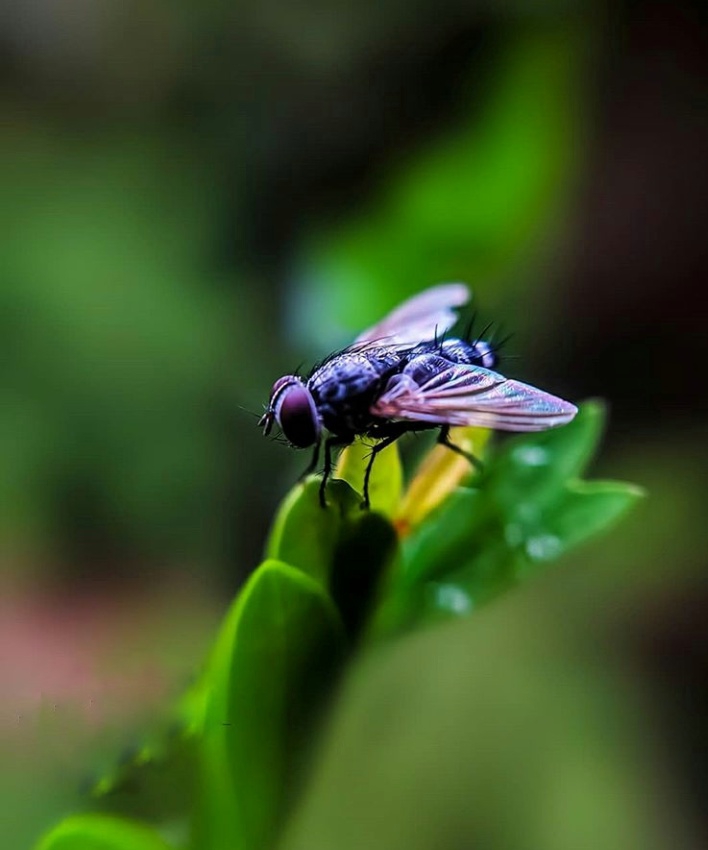 fly