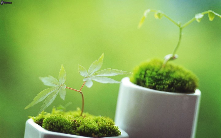 green