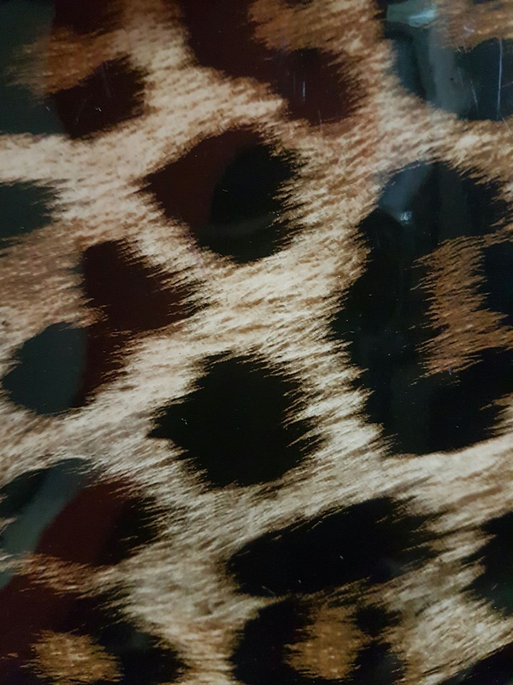 animals