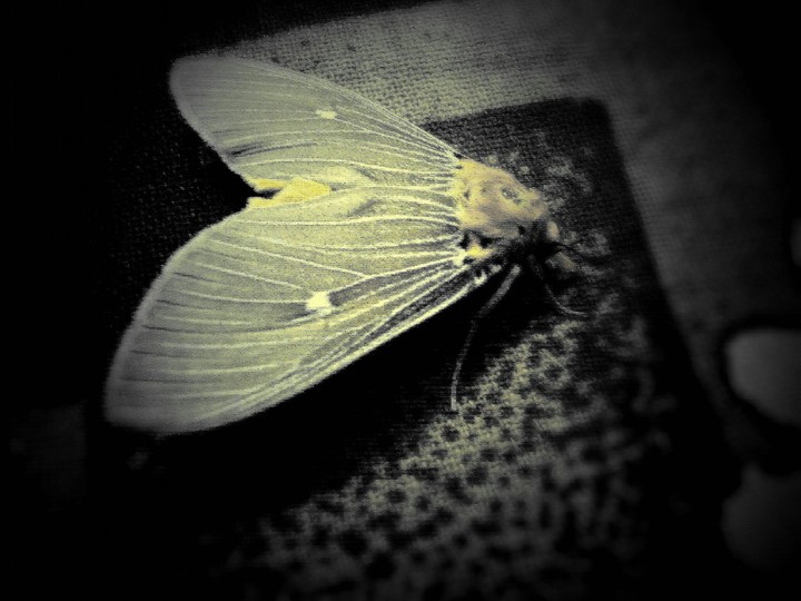 Light effect