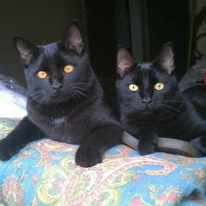 Teco e Tom