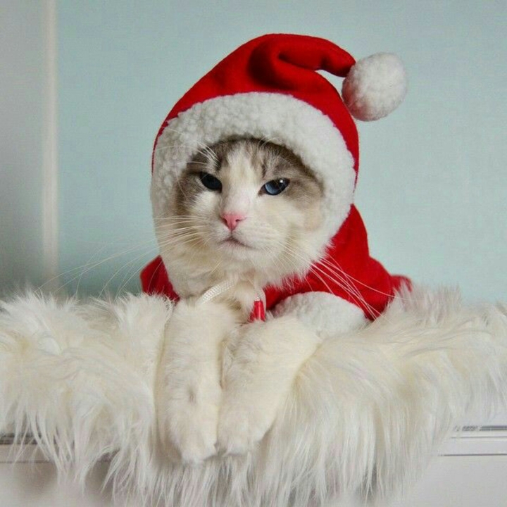 kitten
