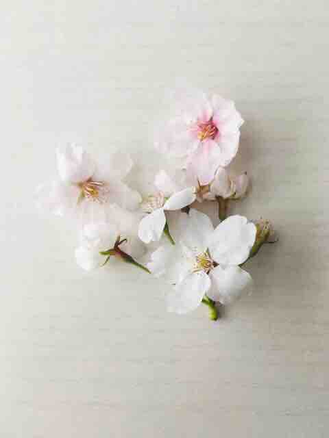 blossom