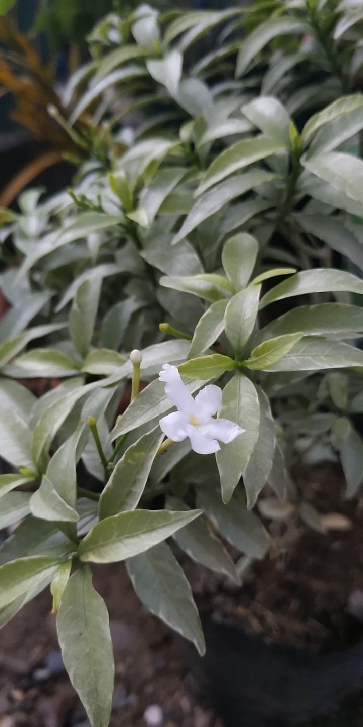 jasmine