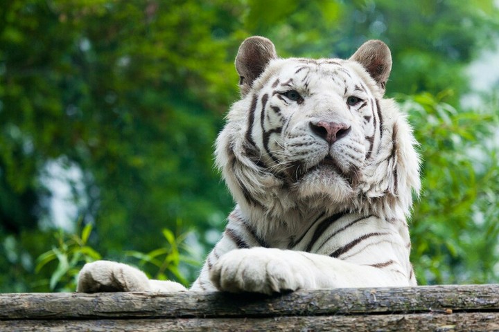 Tigre siberiana