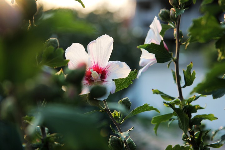 flower