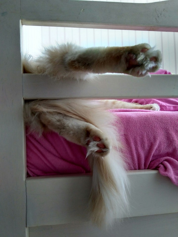 cat